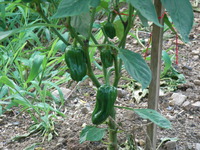 RIMG0242