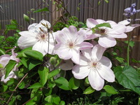 DSCN8785