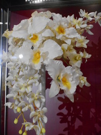 DSCN0428