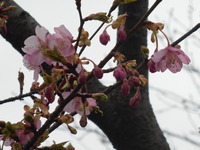 DSCN0523