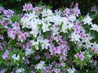 RIMG0044