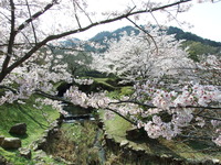 DSCF1175