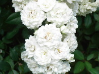 RIMG0562