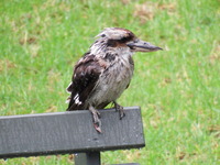 DSCF1259