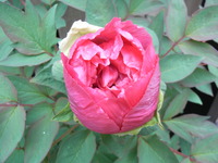 RIMG0854