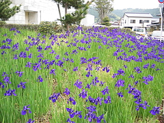 IMGP2307