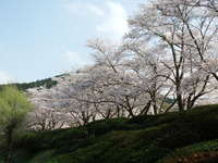 DSCF1117