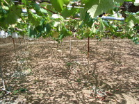RIMG0938