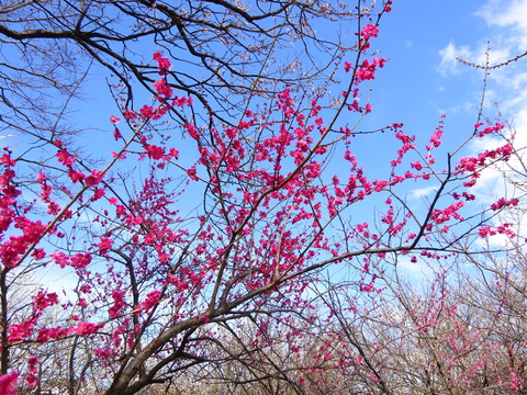 大川原梅園の梅の花2017