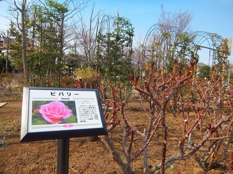 大洲防災公園バラ