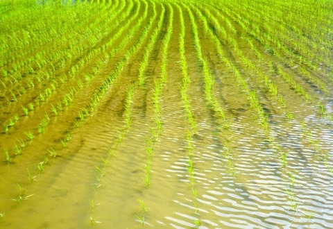 田植え