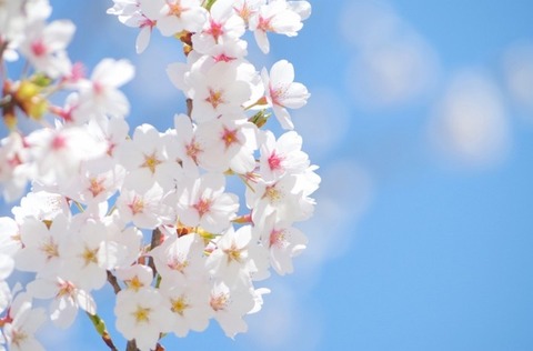 桜2017