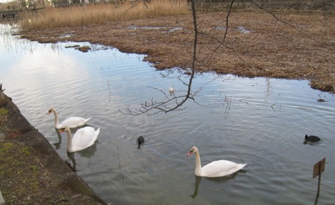こざと公園の白鳥
