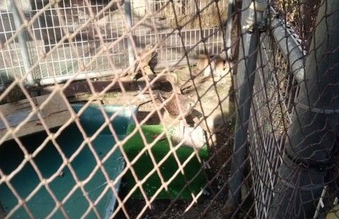 野鳥の救護