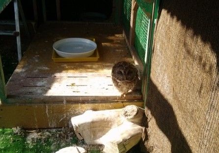 野鳥の保護