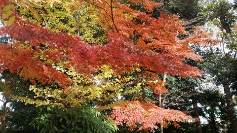 市川市須和田公園の紅葉2016