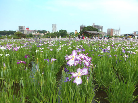 image1_菖蒲園1