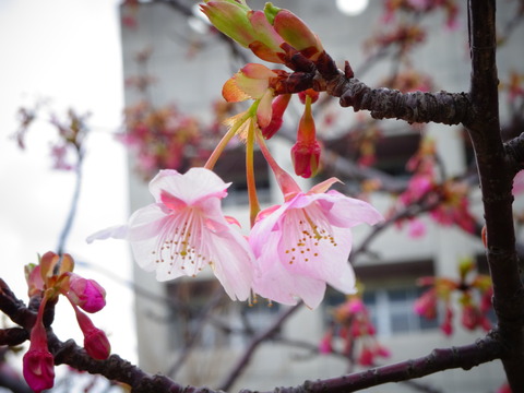 妙典の河津桜2017