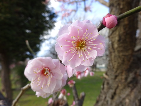 大川原梅園のピンク色の梅