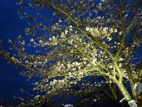 JAいちかわ本店前の桜