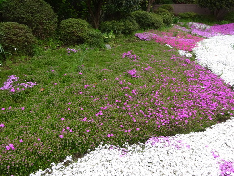 芝桜2