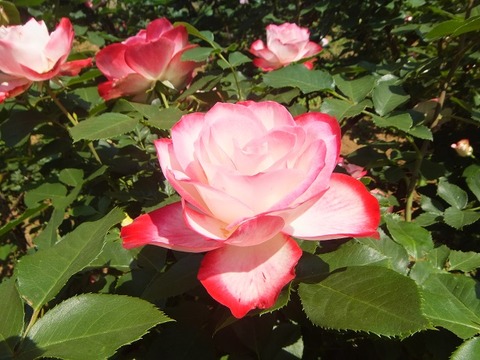 image8_ジュビレデュプリンセスドゥモナコ