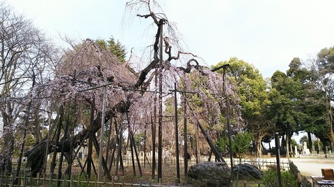 真間山弘法寺しだれ桜2017