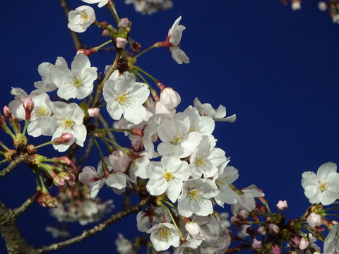 JAいちかわ本店前の桜2017