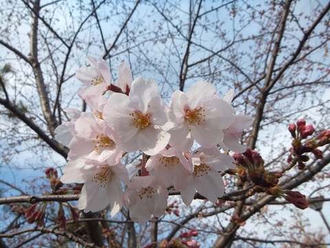 大洲防災公園桜2017