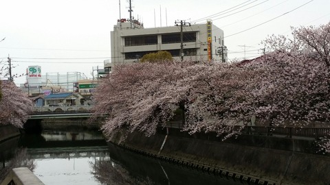 市川消防局近くの桜