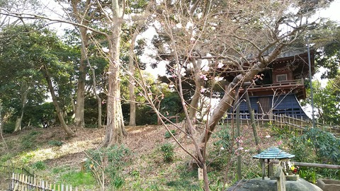陽光桜2017