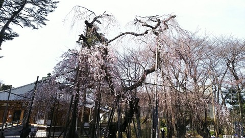 真間山弘法寺枝垂れ桜