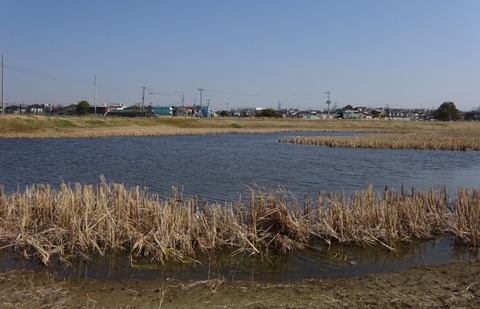 国分川調整池緑地の中池