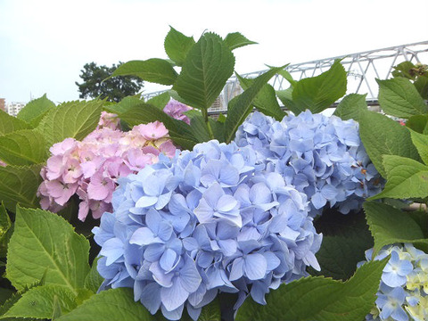 image8_あじさい1