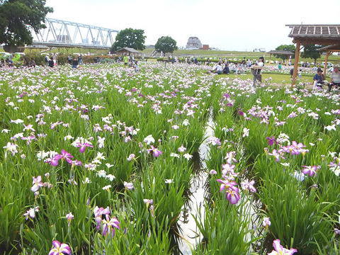 image3_菖蒲園2
