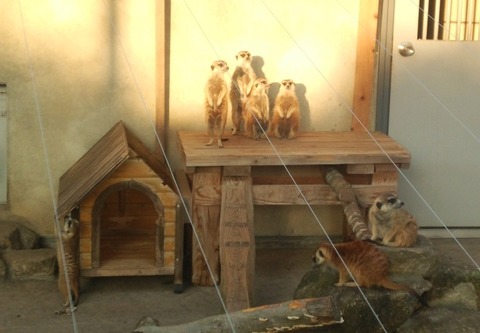 市川市動植物園ミーアキャット