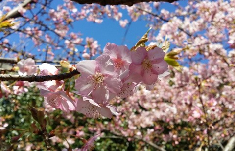 河津桜2017
