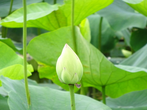DSC04108