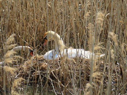 こざと公園で白鳥巣作り?2017