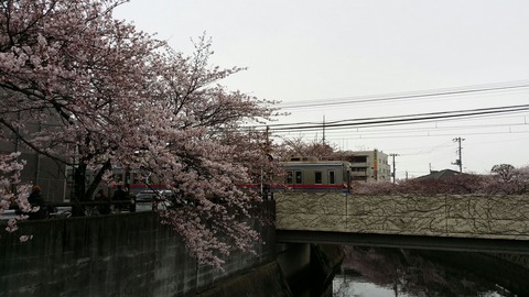 京成鬼越駅近くの桜