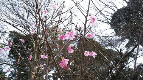真間山弘法寺陽光桜2017
