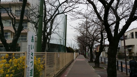 曽谷小学校前桜並木通り