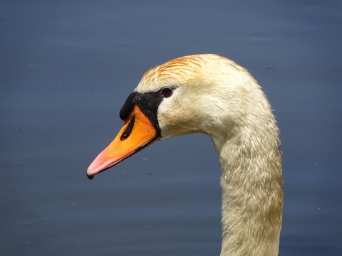 DSC02596