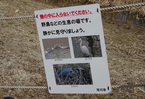 国分川調整池緑地で見れる野鳥