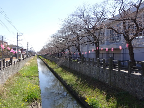真間川の桜並木2017