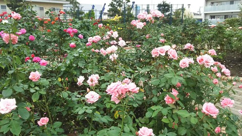 広尾防災公園の秋バラ2016