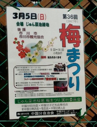 梅まつり2017/市川乙女