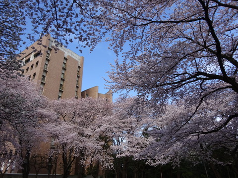 里見公園分園