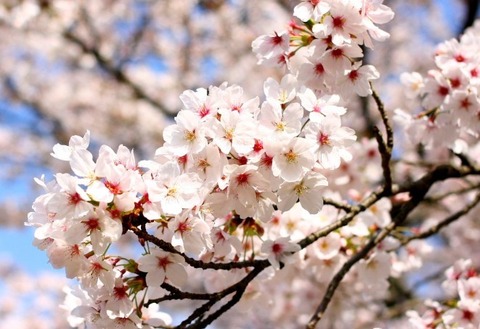 桜