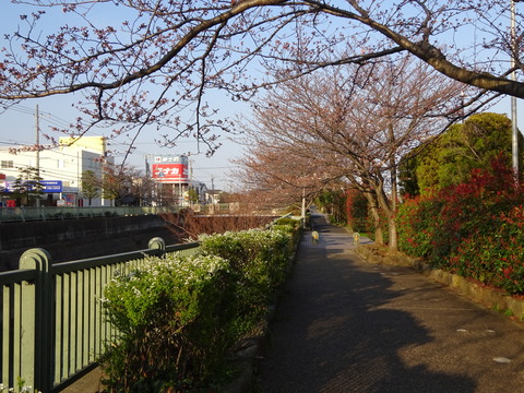 大柏川沿いの桜通り2017